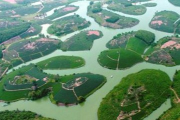 Ngất ngây với khung cảnh ốc đảo chè độc nhất Việt Nam nhìn từ flycam

